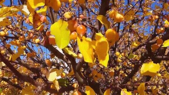 天堂苹果树的树枝上结满了成熟的果实和秋叶