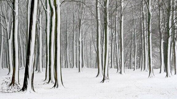 大雪期间树木被雪覆盖