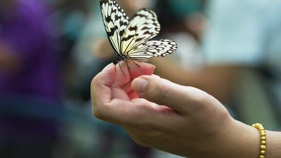 美丽的蝴蝶在人的手上