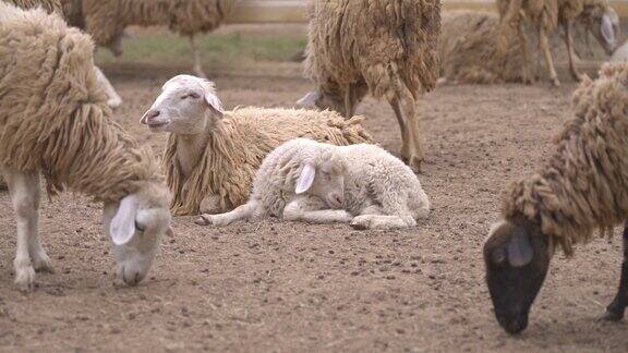 羊群以各种姿势吃草坐着睡觉