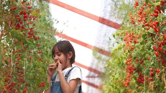 年轻的女孩在有机农场吃新鲜的西红柿转基因食品生物食品Alternativeifestyle概念良好的条件大拇指