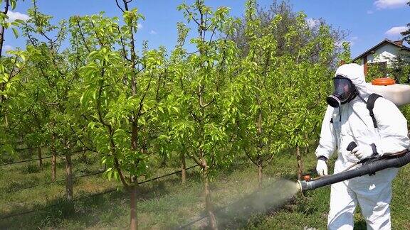 慢动作视频农民在保护设备喷洒果园与双肩喷雾器喷雾器