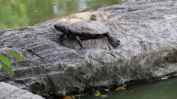 淡水龟或水龟在自然栖息地的岩石上晒太阳