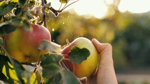 在花园里摘红苹果的女人