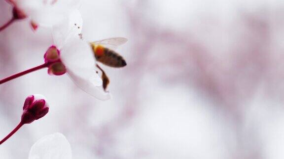 蜜蜂在春梅花