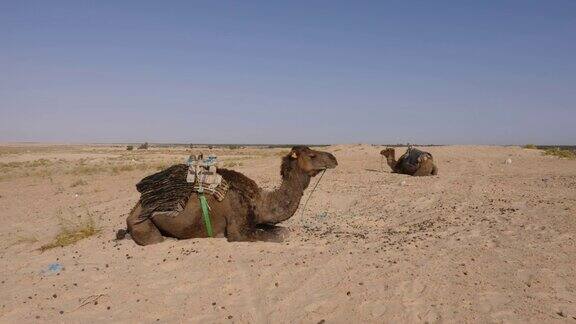 沙漠里躺在沙地上的两只单峰骆驼撒哈拉的棕色单峰骆驼