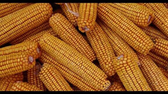 一堆干玉米棒子农业农业动物的食物
