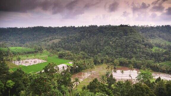 上午的大米梯田在印度尼西亚巴厘岛乌布稻田