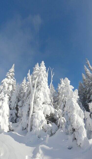 在阳光明媚的冬日森林里的树木被冰雪覆盖