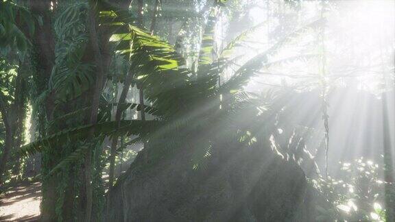 照片内的雨林覆盖着明亮的绿色苔藓