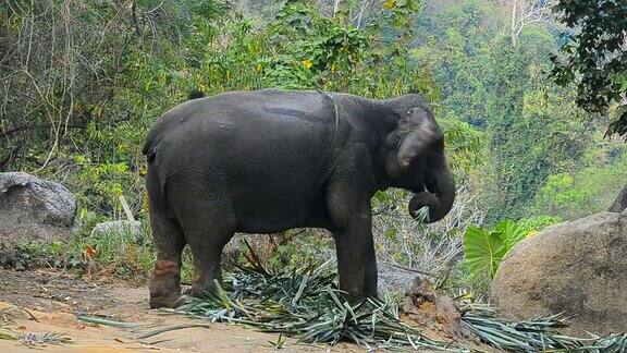大象在森林里吃东西