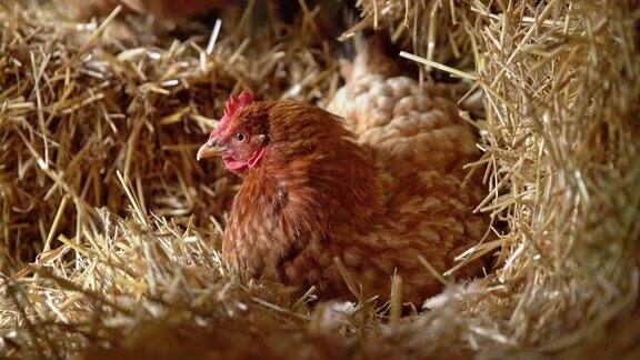 母鸡在干草中下蛋