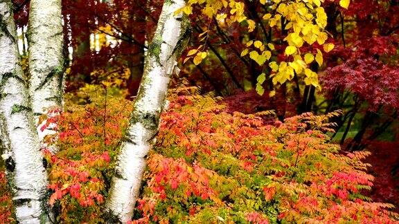 饱和的颜色秋天的树叶枫叶白杨秋天的季节
