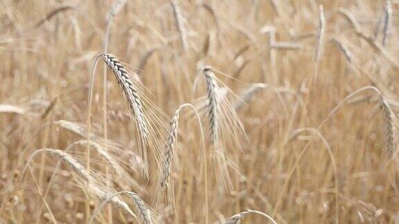 慢动作麦属有机黑麦谷物农场上的风