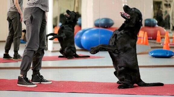 训练员在健身房里训练狗