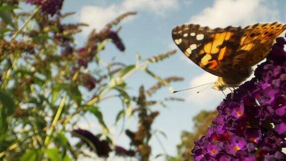蝴蝶坐在紫色花园花上的微距镜头
