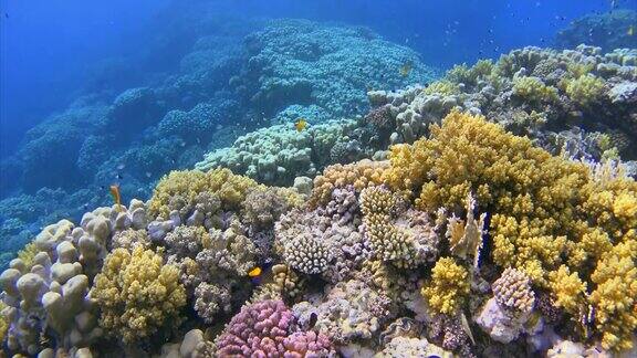 红海丰富多彩的海洋生物礁和大量的鱼