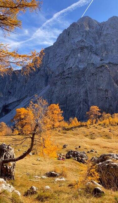 秋天美丽的金色落叶松背景是岩石山壁