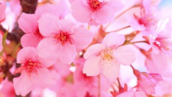 粉红色的樱花合拢了