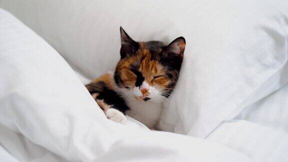 猫睡在一条白色的毯子下面