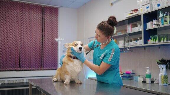 柯基犬在兽医预约时女兽医正在用听诊器听其心跳