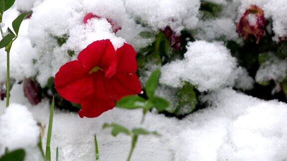 红花配雪2