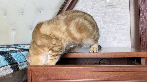 好奇的猫在床头柜上玩耍姜钦奇利亚的猫