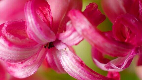 风信子粉红色花瓣的微距镜头