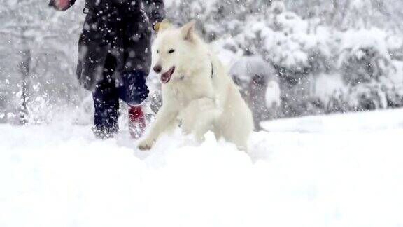 白色牧羊犬在雪中奔跑的壮观慢动作