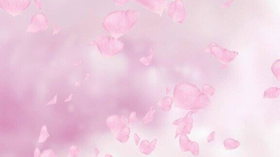 下落的粉红樱花慢镜头