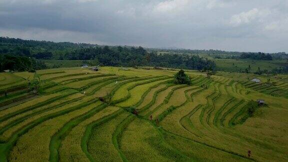 印度尼西亚巴厘岛乌布水稻梯田的鸟瞰图无人机视角为4K分辨率拍摄于亚洲的Jatiluwih水稻梯田