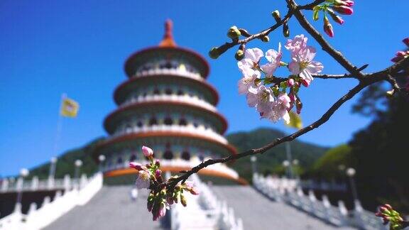 台北以天渊寺为背景的粉红色樱花
