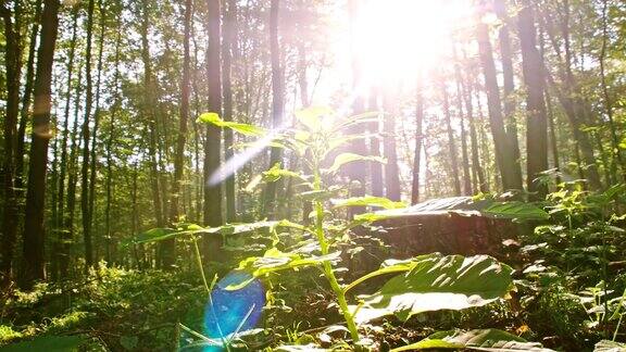 WS阳光照亮的植物在森林