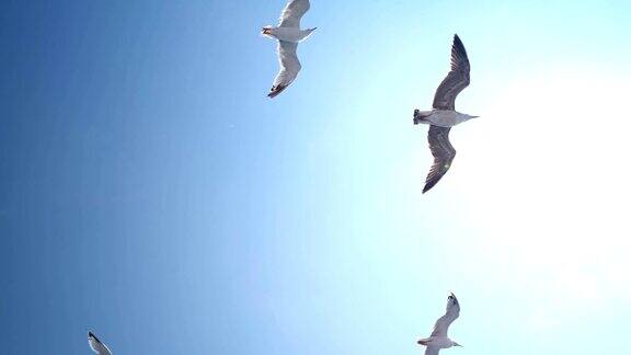 海鸥在飞