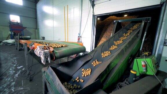 工厂的机器搬运了大量的土豆