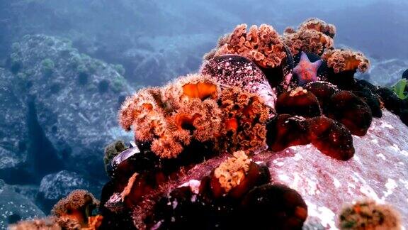 海底岩石中的海星和海葵