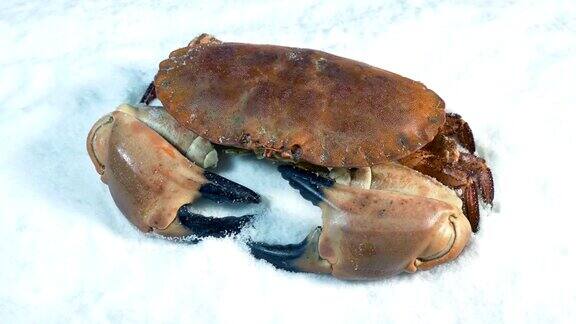 鱼贩冰上的螃蟹