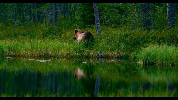 年轻而害怕的棕熊幼崽在沼泽里自由奔跑