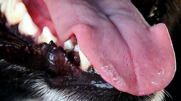 狗的舌头和牙齿闭合