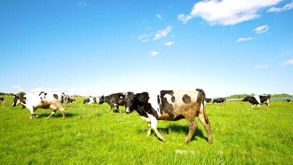 在阳光明媚的夏日奶牛在牧场上看着镜头吃草