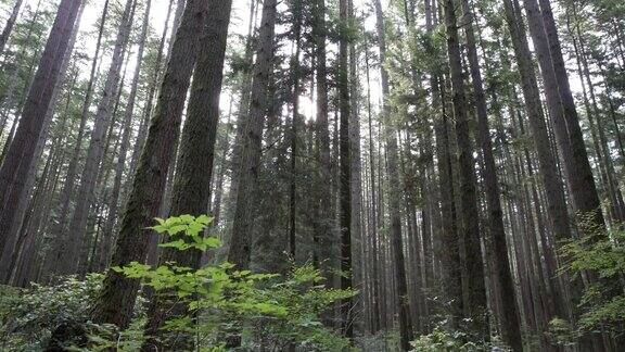 森林树冠太平洋西北4K超高清