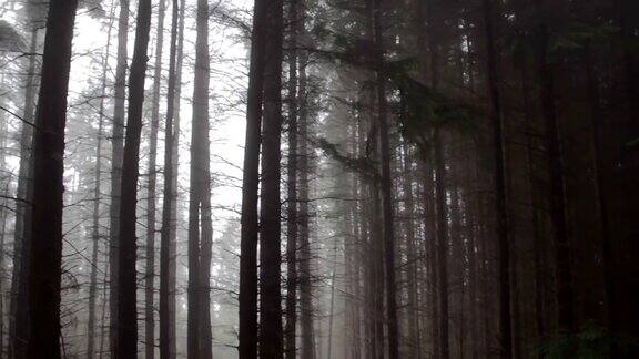 有雾的早晨森林