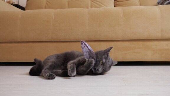 小灰猫躺在地板上啃着一条玩具鱼