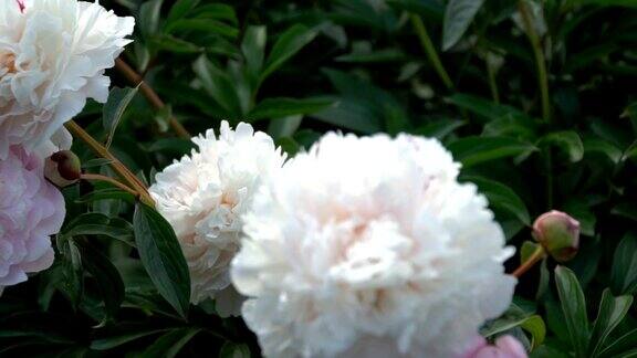 美丽的白色牡丹盛开在夏日的花园里