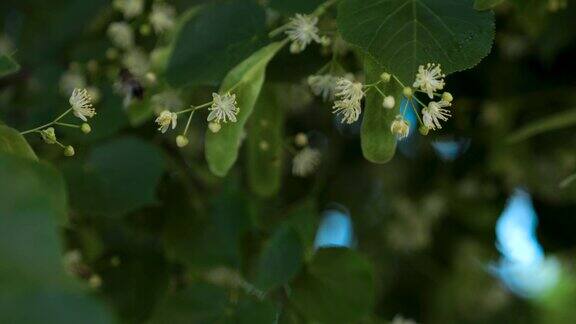 大黄蜂在菩提花上采集花粉绿色的菩提树叶子在背景上制作椴树蜂蜜