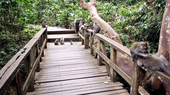 一群和尚躺在乌鲁瓦图斯猴子森林的一座桥上