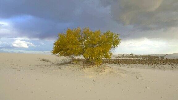 白色的沙漠中孤独的树在风中摇曳
