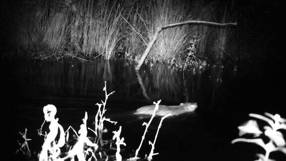 河狸鼠(又称海狸鼠)夜间在沼泽池塘里游泳