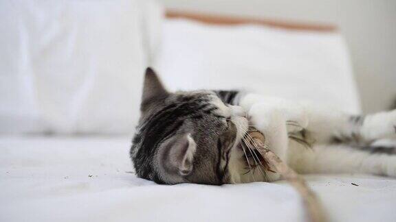 猫舔爪子在白色的床上玩羽毛慢镜头