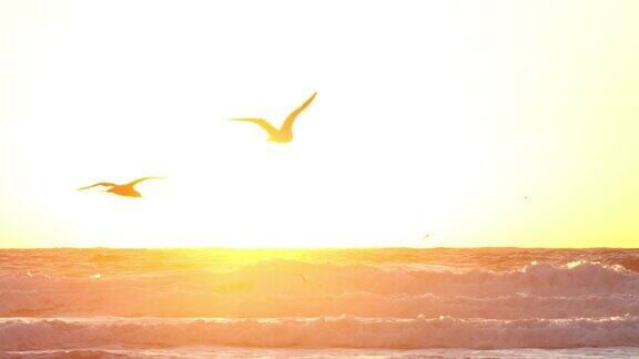 在圣地亚哥海滩海鸟逆风飞翔背景是日落100%的慢镜头